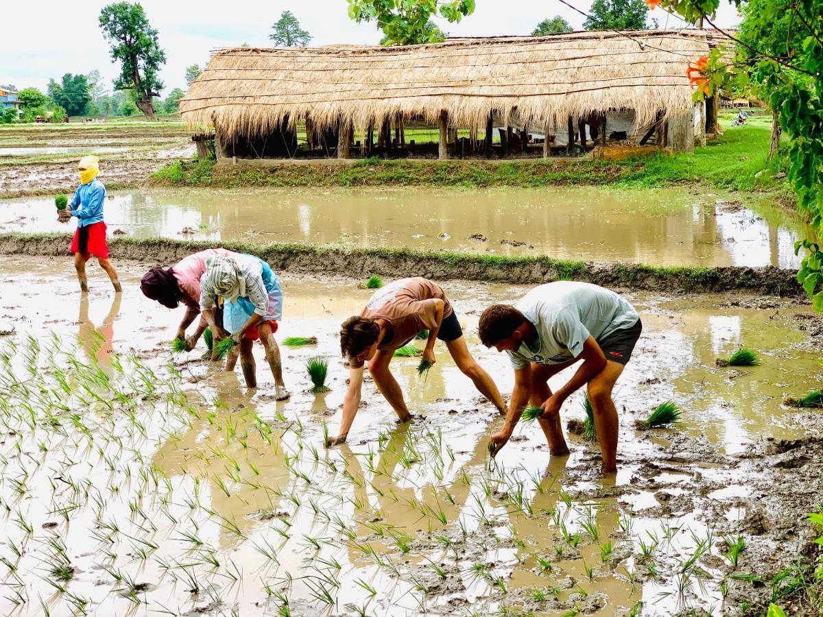 Bardia Eco Friendly Homestay Bardiya Eksteriør billede